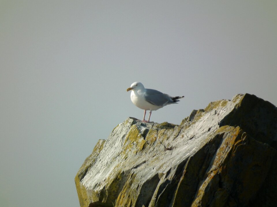 Rock gray sky photo