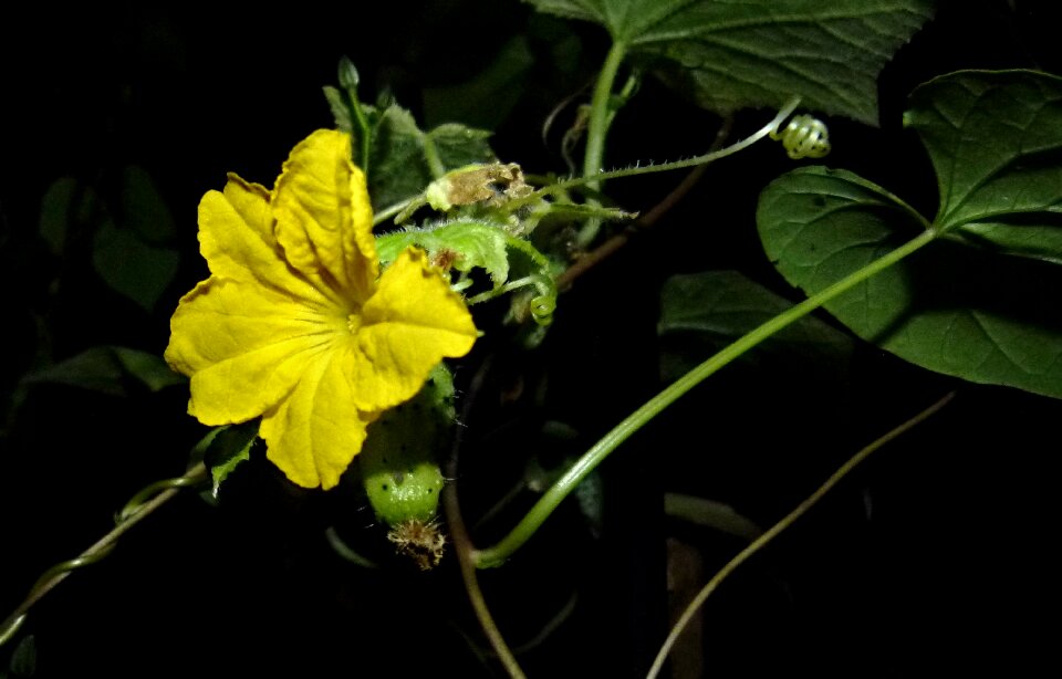 Agriculture vegetable black vegetables
