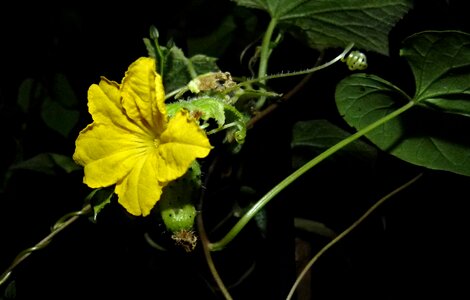 Agriculture vegetable black vegetables
