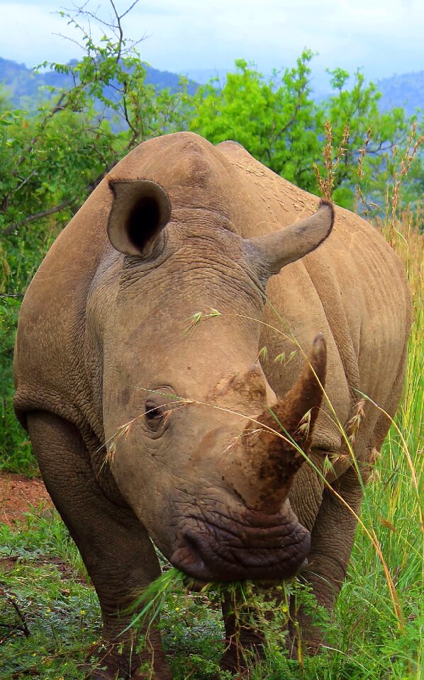 Big 5 africa