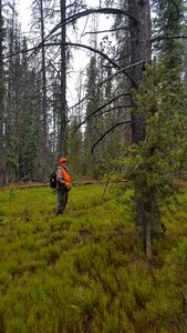 Forest outdoors