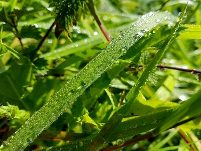 Nature meadow green photo