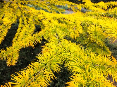 Growth outdoors gardening