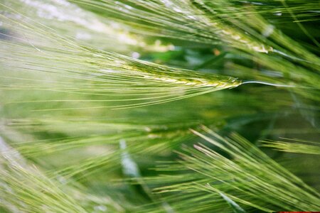 Cereals spike agriculture