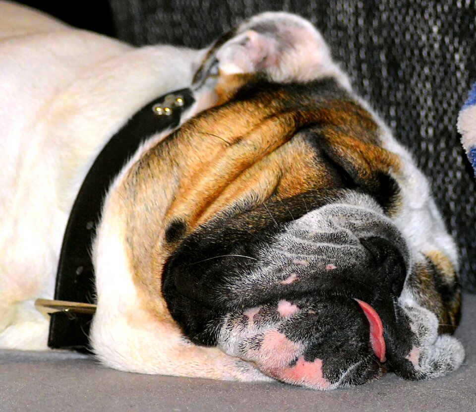 Sleeping dog doze animal photo