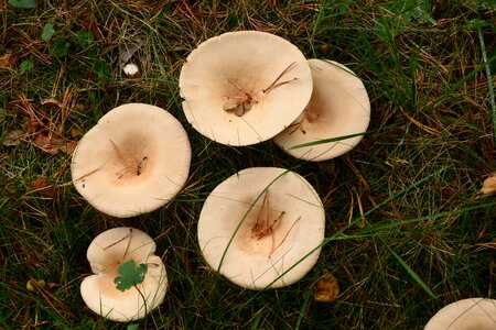 Mushrooms fungi forest