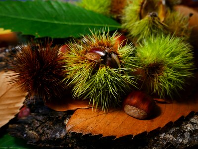 Leaves chestnuts brown
