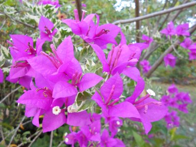Violet bloom plant