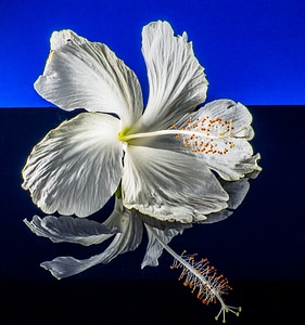 Flower white marshmallow