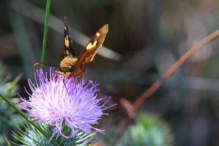 Flower purple nectar photo