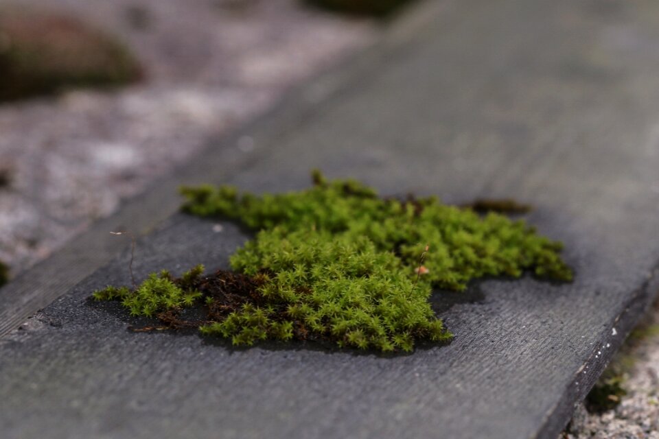 Green nature