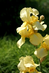 Flower garden garden plant yellow flower