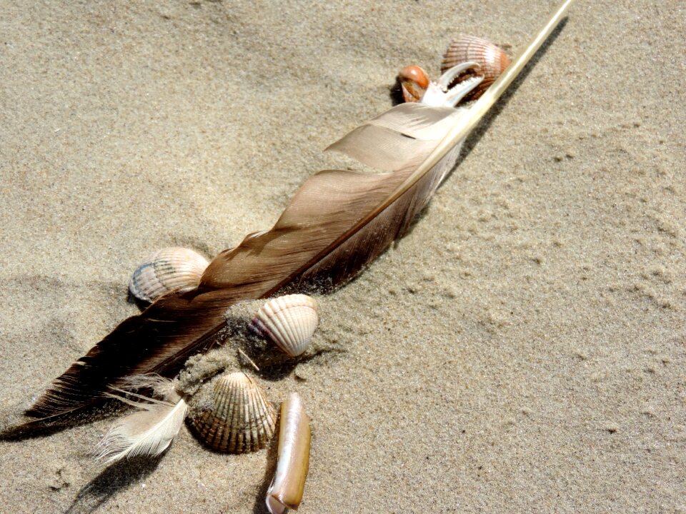 Bird seagull feather sand