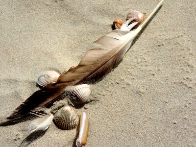 Bird seagull feather sand