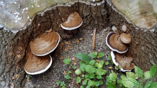 Mushrooms parasitic the bark