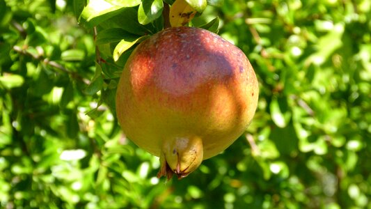 Granado magrana tree