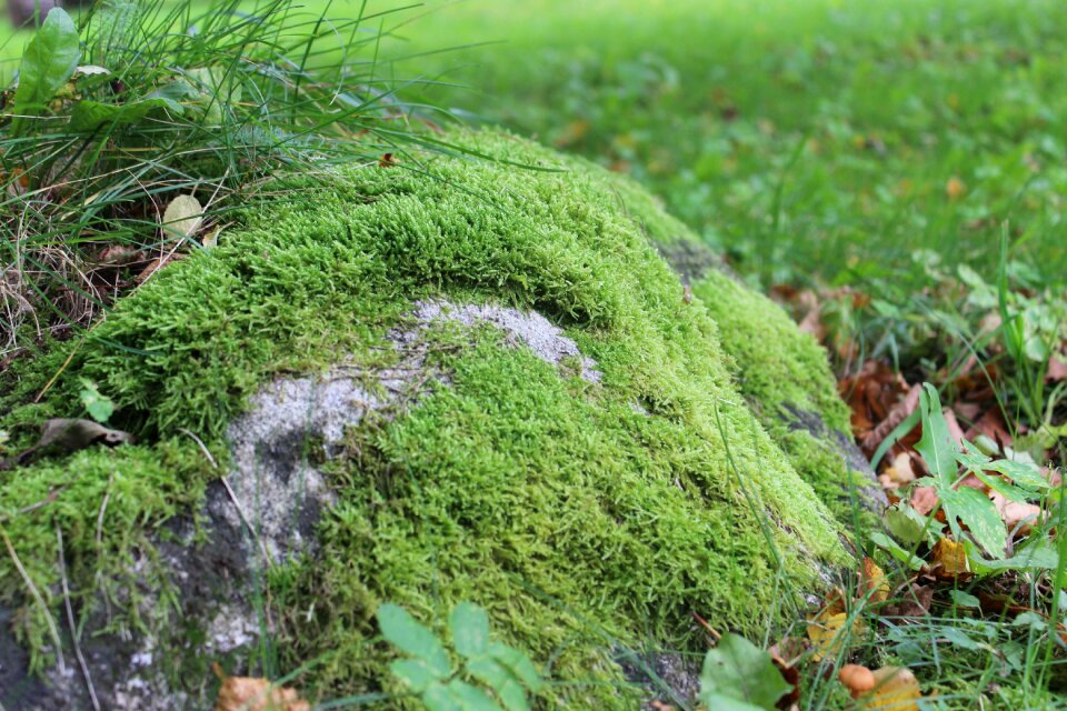 Nature natural green rock