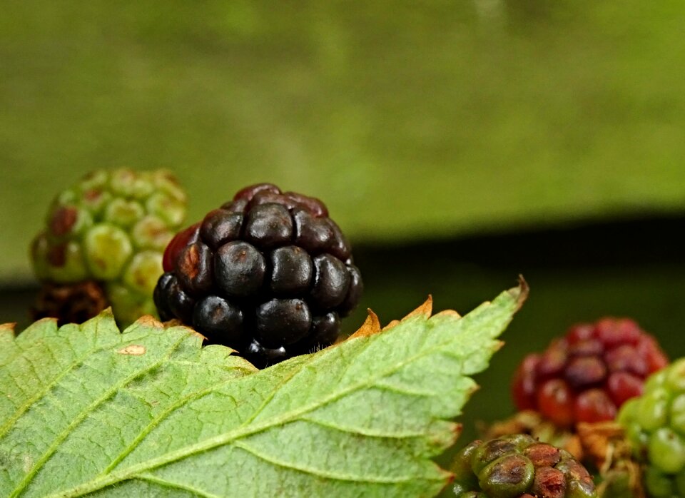 Delicious vitamins black