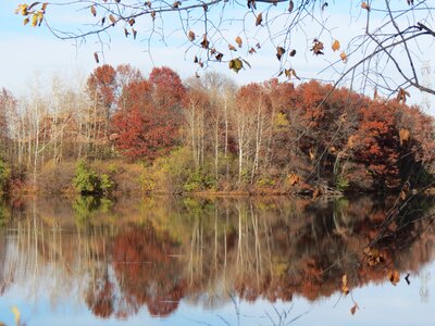 Forest reflections leaves photo