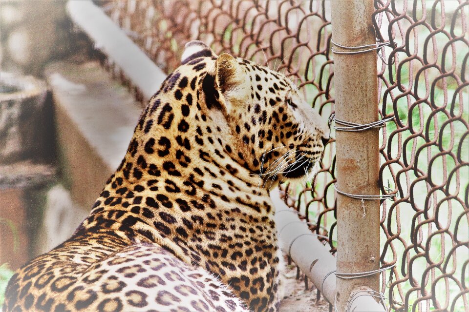 Zoo cage closed