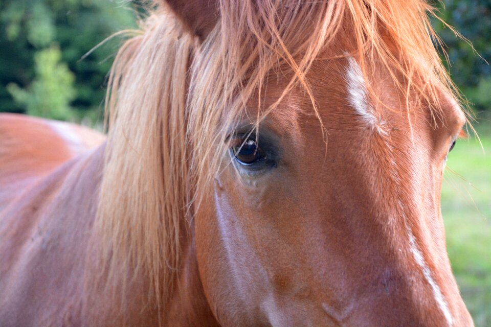 Brown portrait horseback riding