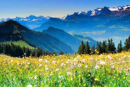 Wanderer summer juicy meadow