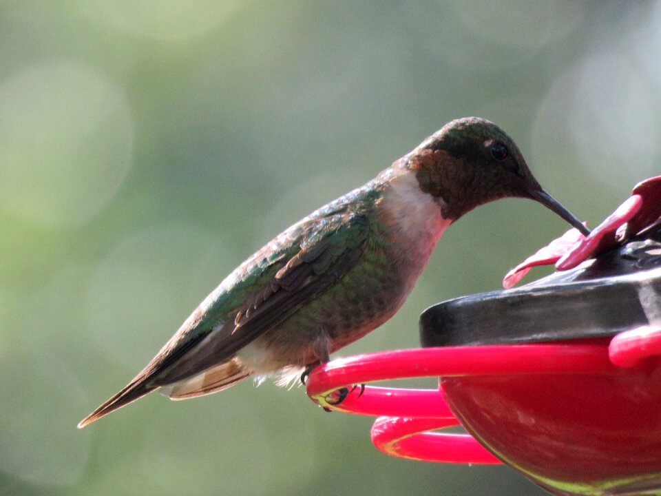 Hummingbird wildlife
