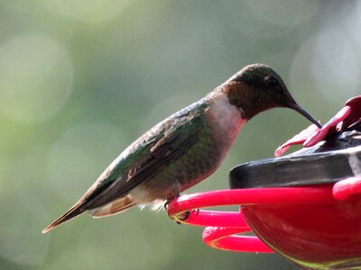 Hummingbird wildlife photo