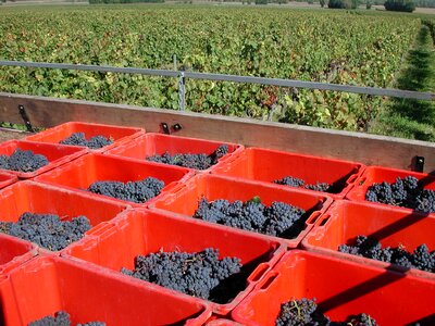Harvest trailer vineyard