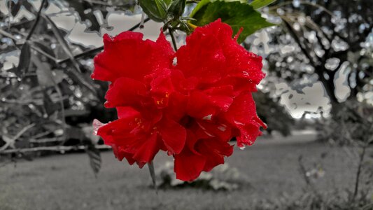 Flower black and white
