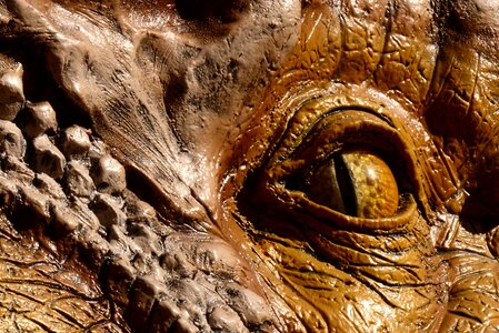 Dragon gold brown dragon