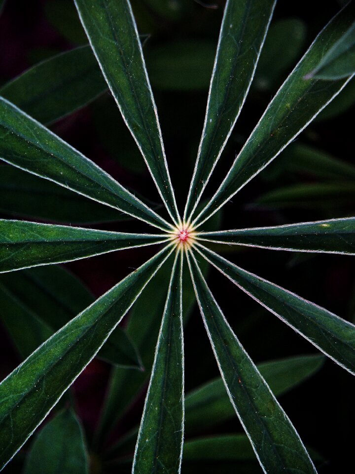 Star pattern