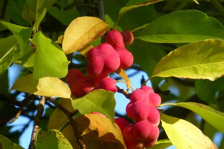 Summer nature plant