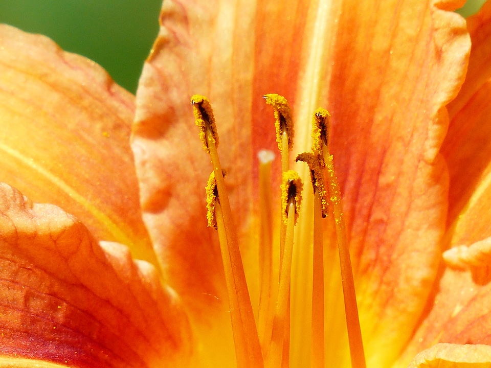 Web wardens daylily daylily hemerocallis photo