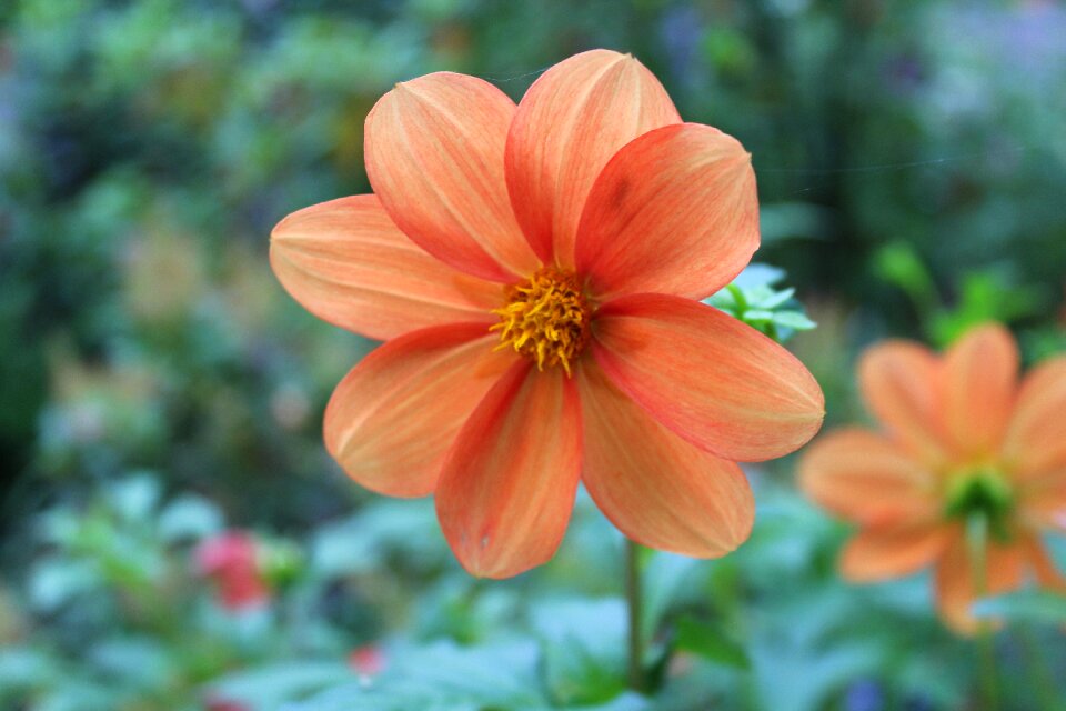 Garden garden flowers nature