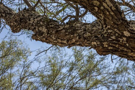 Landscapes branches dry tree photo