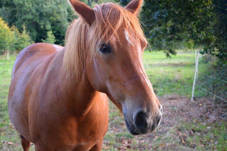 Broodmare pretty fresh