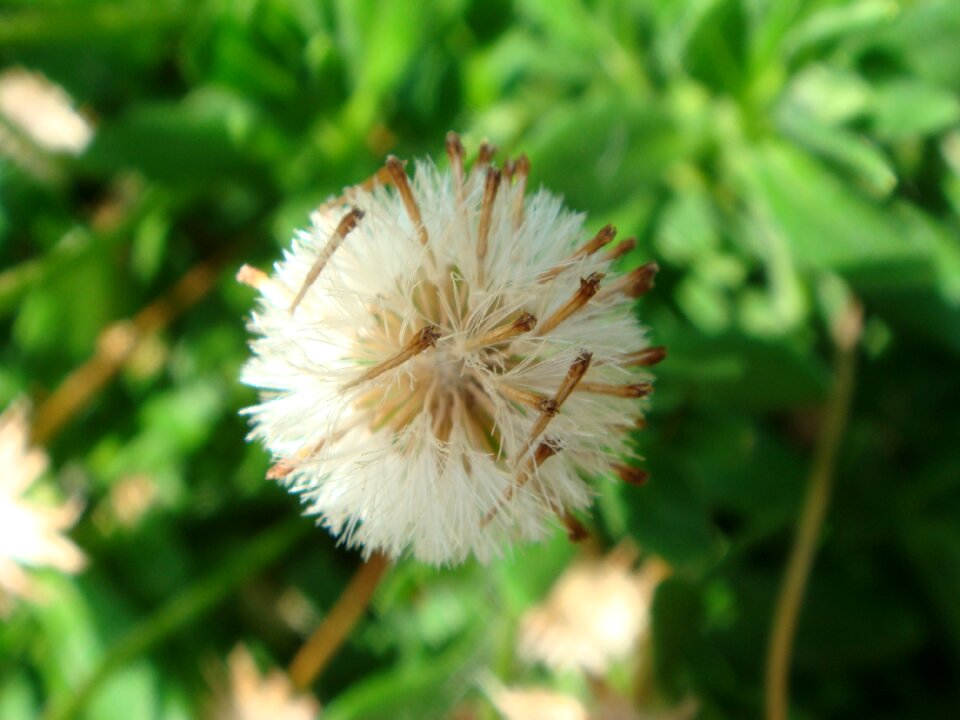 Seed dandelion macro