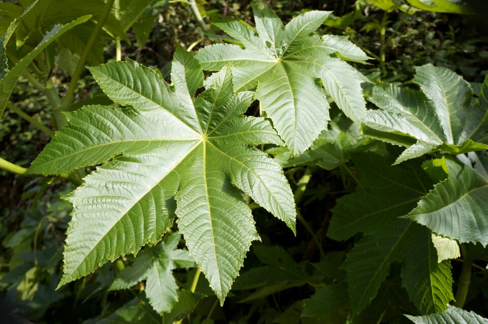 Leaves nature plants photo