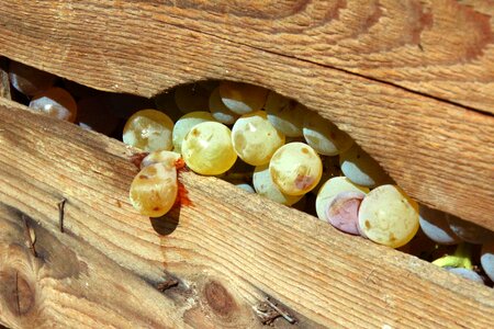 Wooden box vinification wine grapes photo