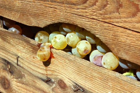 Wooden box vinification wine grapes