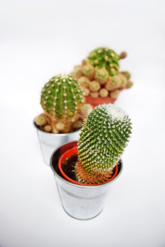 Plant green tropical