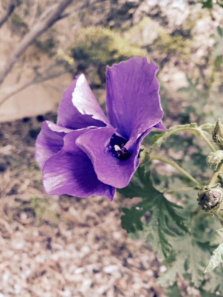 Plant summer spring