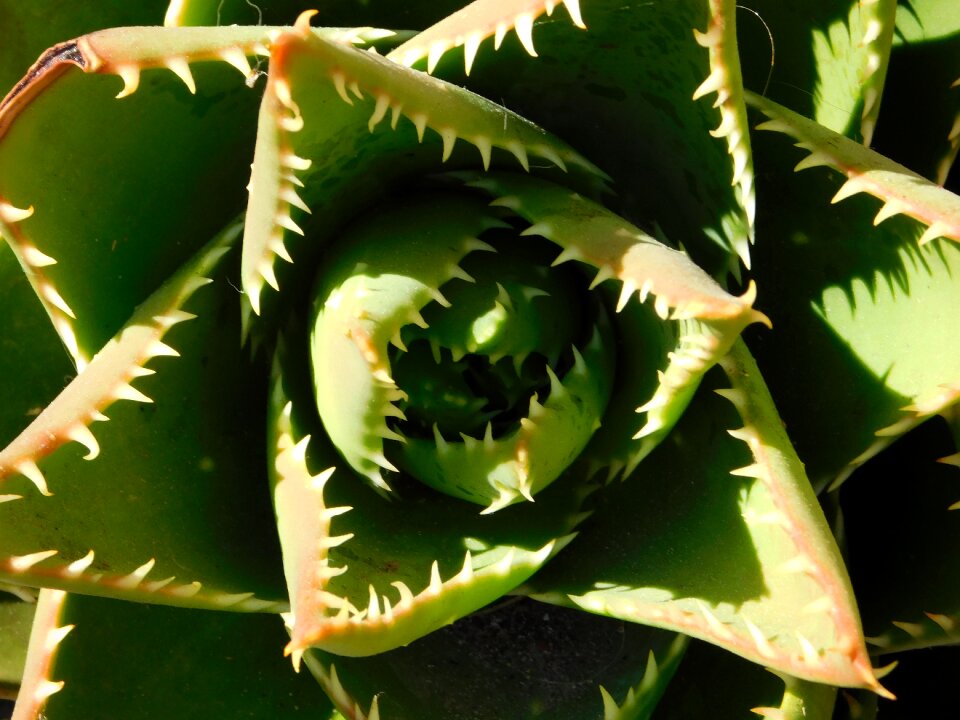 Desert nature green