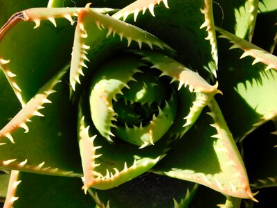 Desert nature green