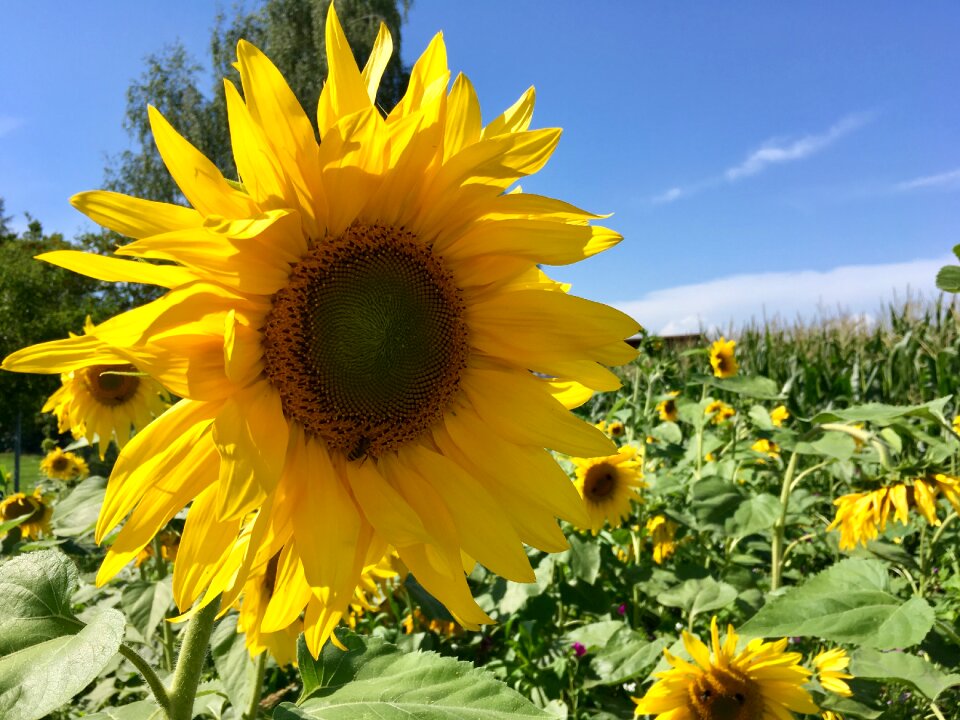 Field meadow agriculture