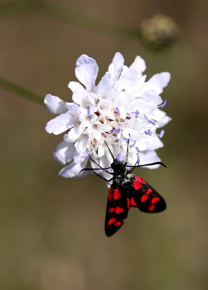 Red black flower