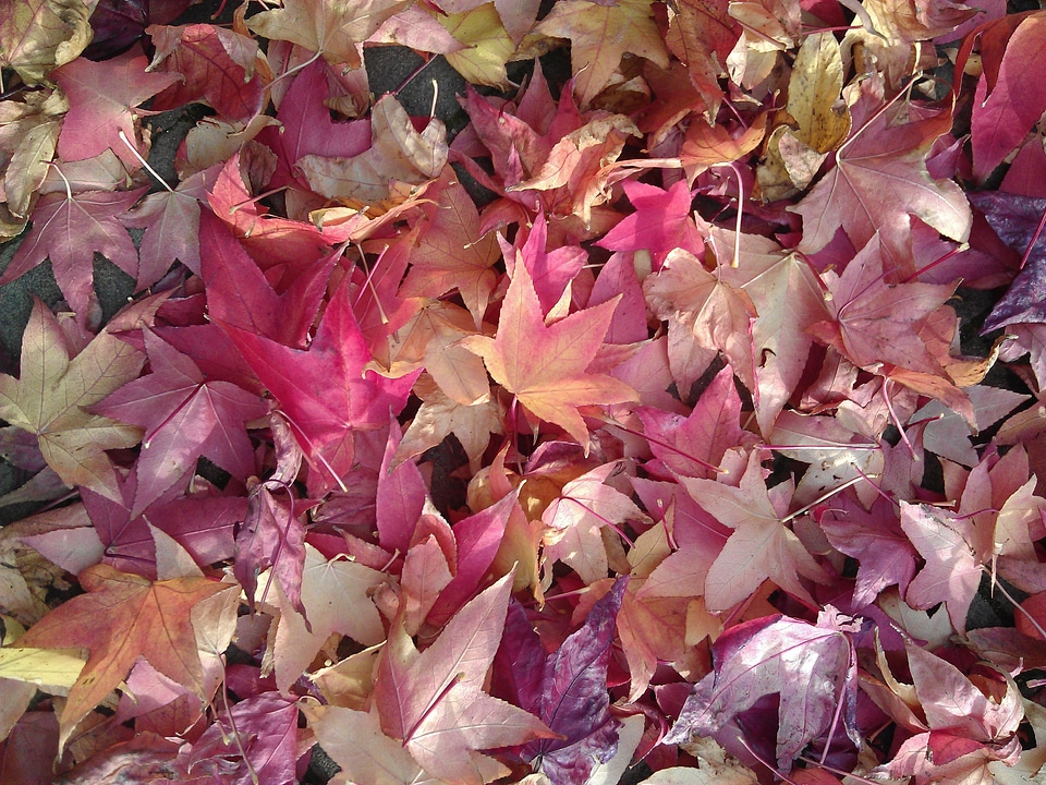 Fallen leaves red leaves pink leaves