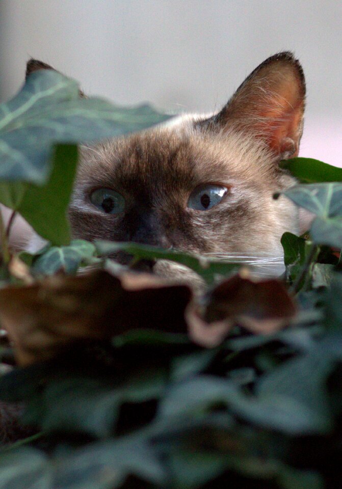 Burmese blue eyes nice