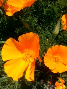 Poppies lompoc photo